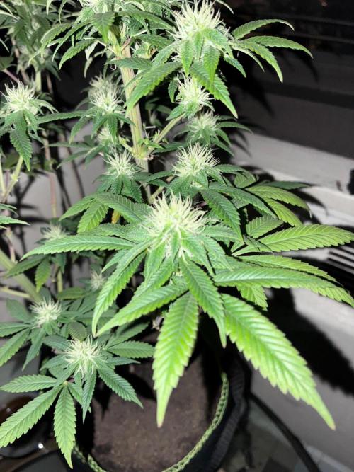White Widow - Holi Moli Seeds. Week 15
