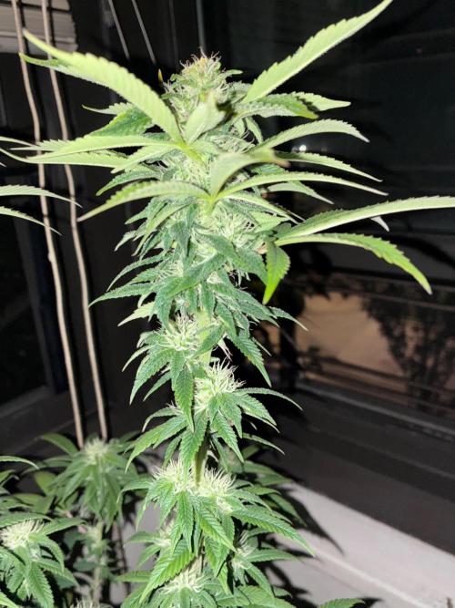 White Widow - Holi Moli Seeds. Week 15