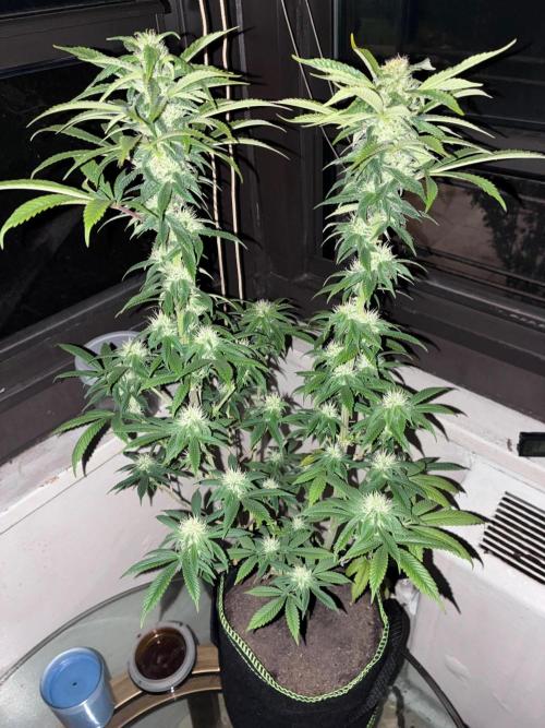 White Widow - Holi Moli Seeds. Week 15