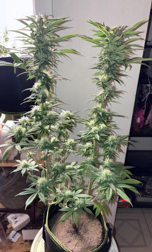 White Widow - Holi Moli Seeds. Week 15