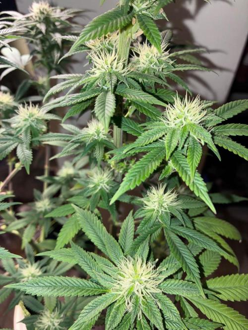 White Widow - Holi Moli Seeds. Week 15