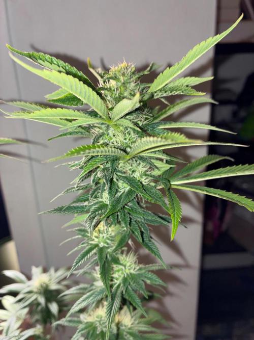White Widow - Holi Moli Seeds. Week 15