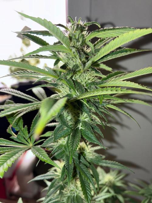 White Widow - Holi Moli Seeds. Week 15