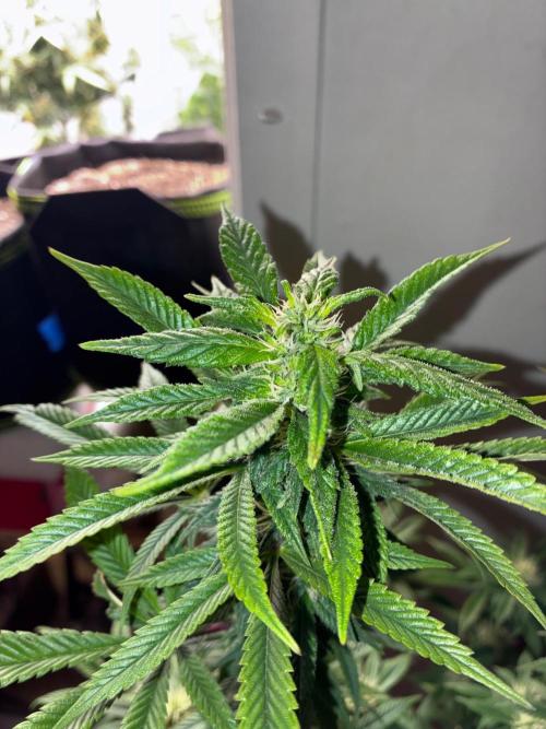 White Widow - Holi Moli Seeds. Week 15