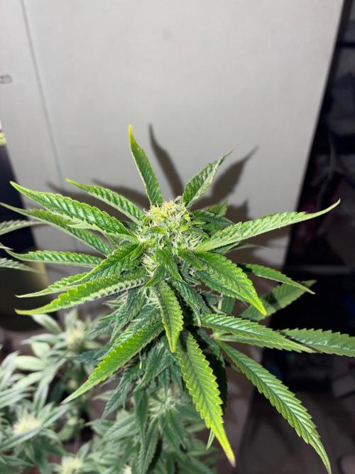 White Widow - Holi Moli Seeds. Week 15