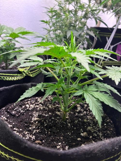 Granddaddy Purple Auto - Holi Moli Seeds. Week 3