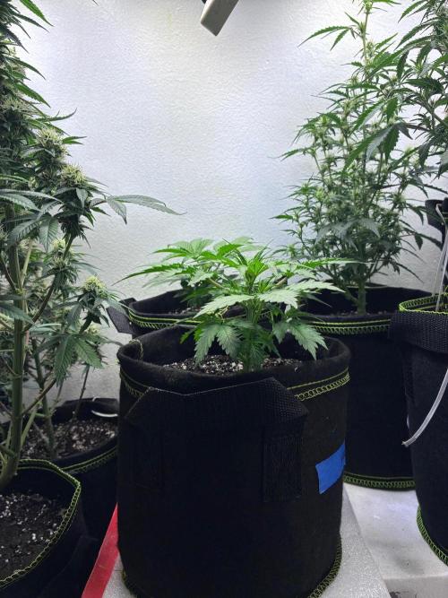 Granddaddy Purple Auto - Holi Moli Seeds. Week 3