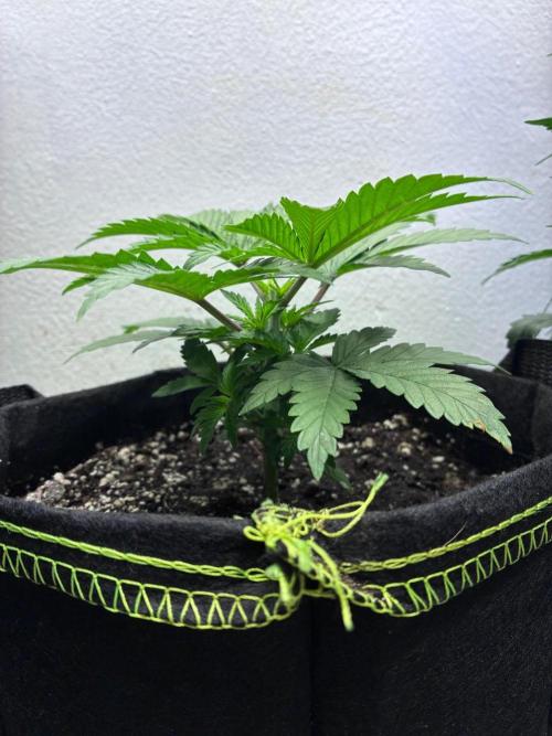 Maui Waui - Holi Moli Seeds. Week 4