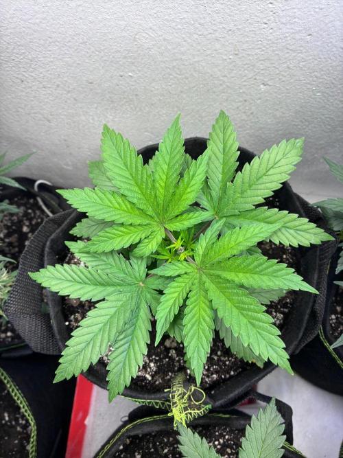 Maui Waui - Holi Moli Seeds. Week 4