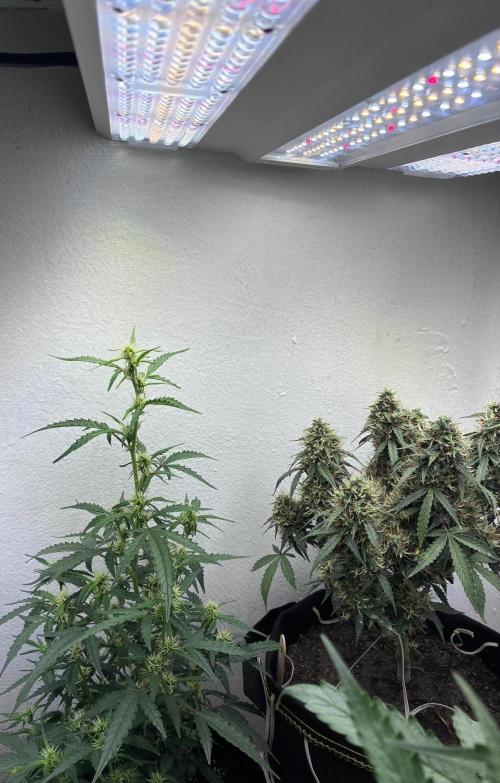 Granddaddy Purple Auto - Holi Moli Seeds. Week 1