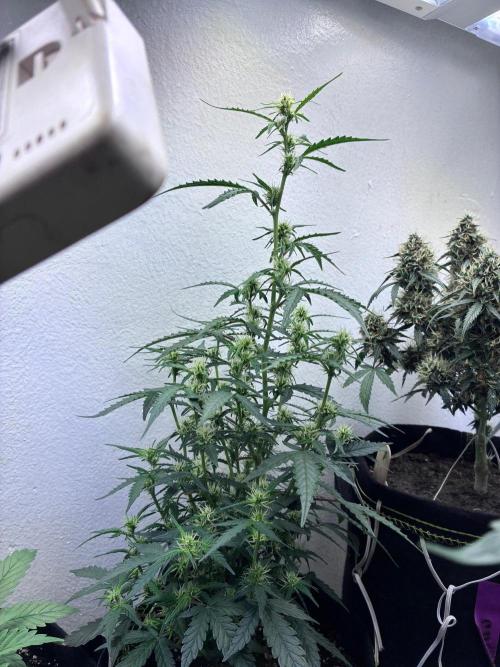 Granddaddy Purple Auto - Holi Moli Seeds. Week 1