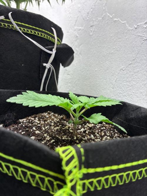 White Widow - Holi Moli Seeds. Week 2