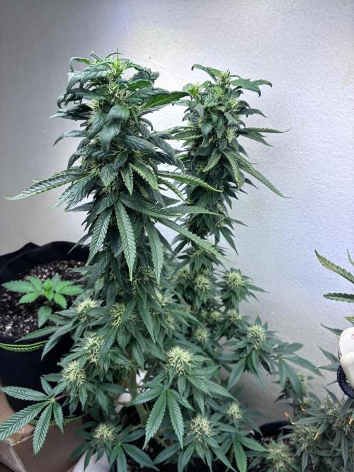 White Widow - Holi Moli Seeds. Week 18