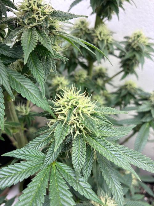 White Widow - Holi Moli Seeds. Week 18