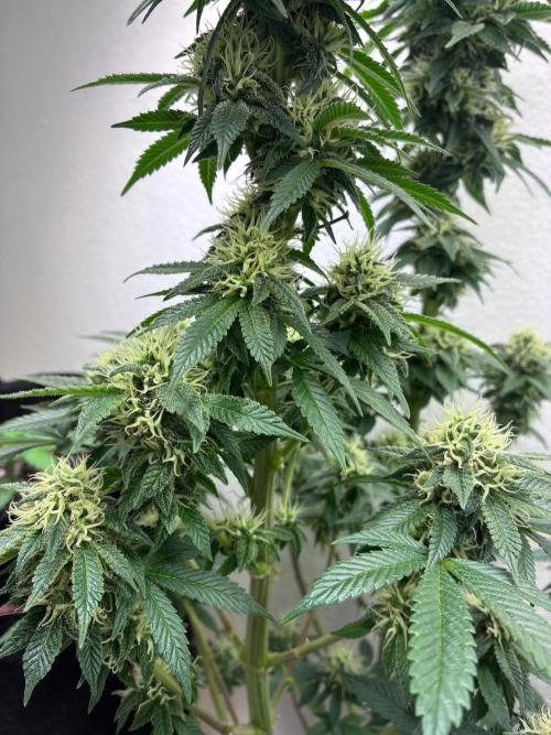 White Widow - Holi Moli Seeds. Week 18