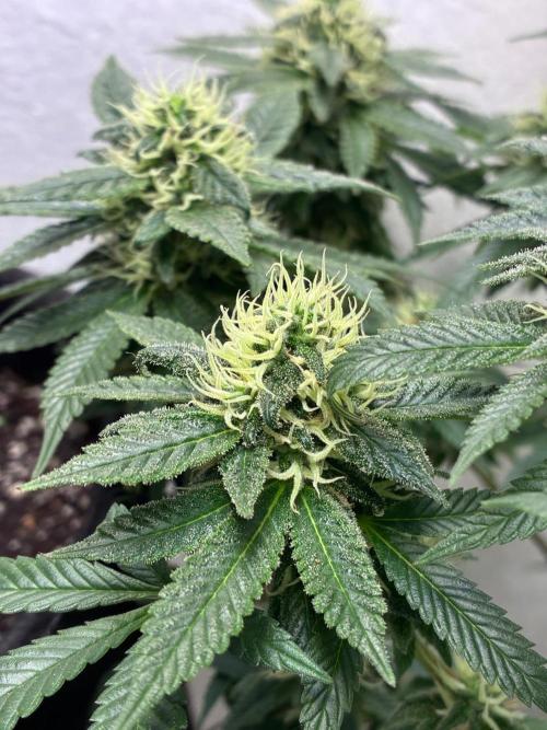 White Widow - Holi Moli Seeds. Week 18