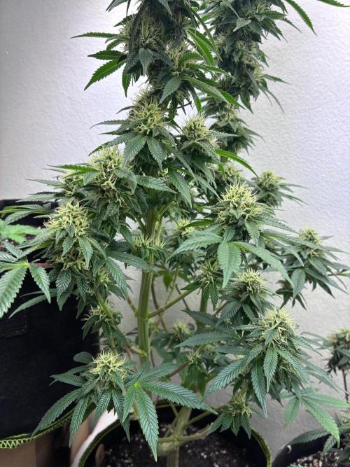White Widow - Holi Moli Seeds. Week 18