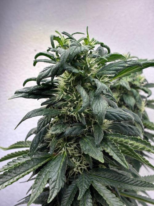 White Widow - Holi Moli Seeds. Week 18