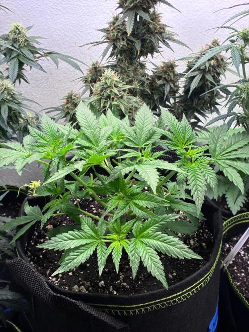 Maui Waui - Holi Moli Seeds. Week 5