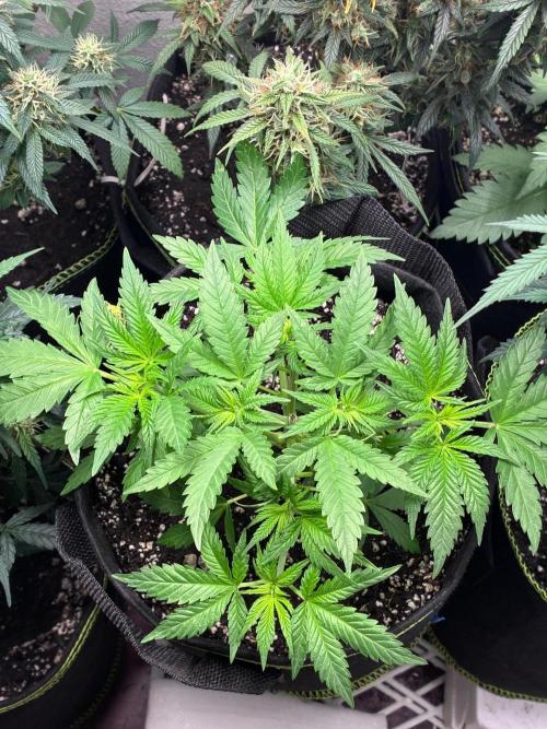 Maui Waui - Holi Moli Seeds. Week 5