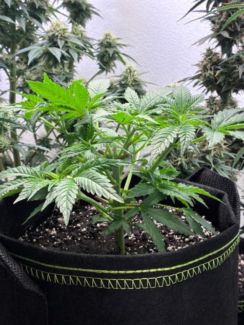 Maui Waui - Holi Moli Seeds. Week 5