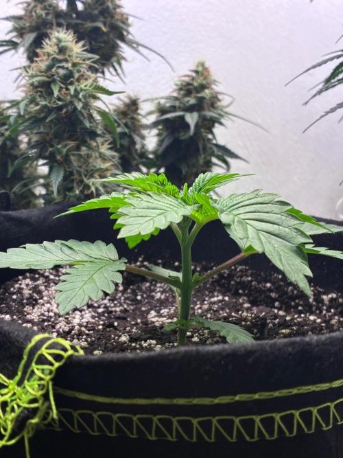 White Widow - Holi Moli Seeds. Week 3