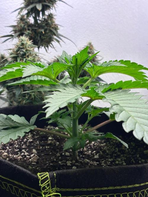 White Widow - Holi Moli Seeds. Week 3