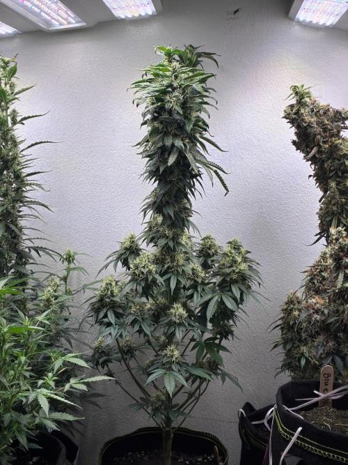 White Widow - Holi Moli Seeds. Week 20
