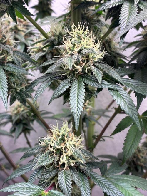 White Widow - Holi Moli Seeds. Week 20