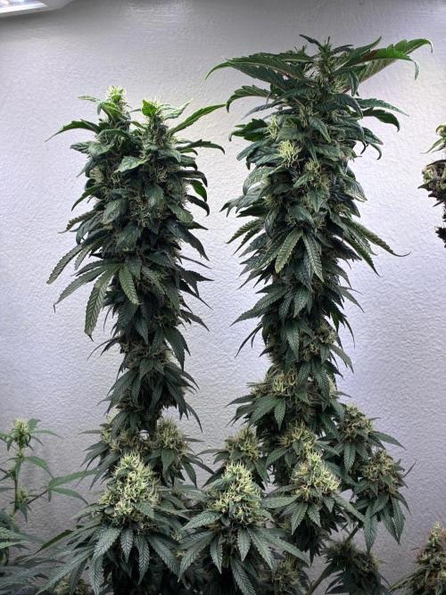 White Widow - Holi Moli Seeds. Week 20