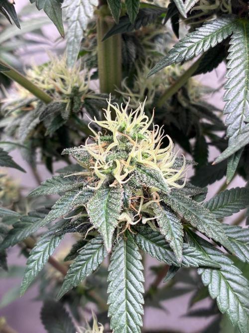 White Widow - Holi Moli Seeds. Week 20