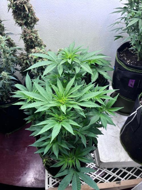 Maui Waui - Holi Moli Seeds. Week 8