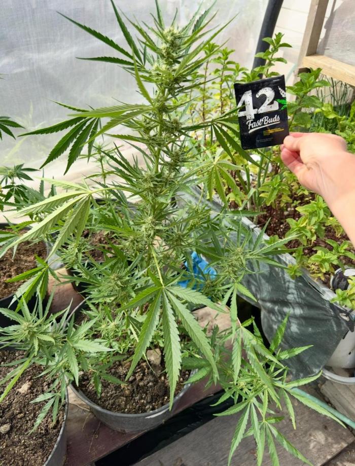 Guava Auto run. Week 7