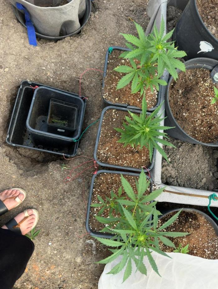 Divine Seeds Auto. Week 4 - Started flowering 