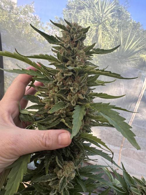 Divine Seeds Auto. Week 12