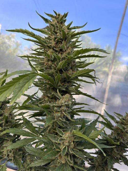 Divine Seeds Auto. Week 12