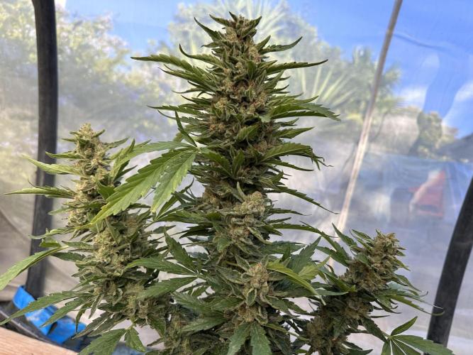 Divine Seeds Auto. Week 12