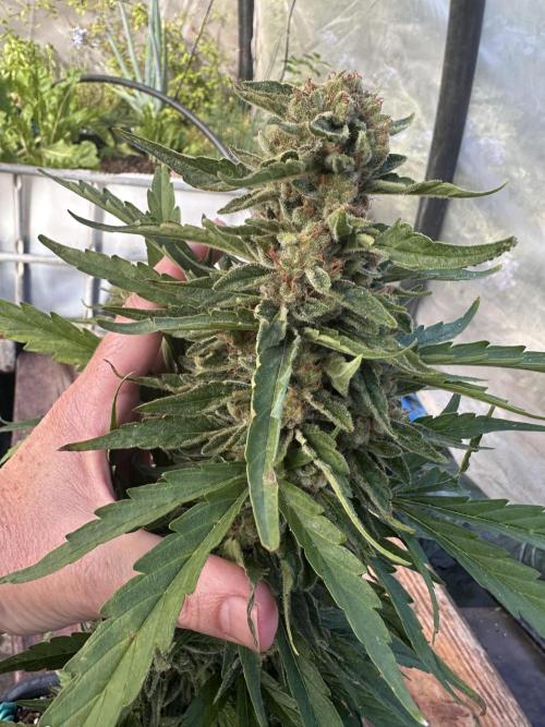 Divine Seeds Auto. Week 12