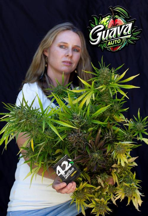 Guava Auto run. Week 8