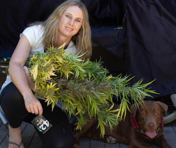 Guava Auto run. Week 8