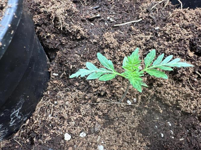 FROSTY’S AUTO FREAK - Khalifa Genetics. Week 2