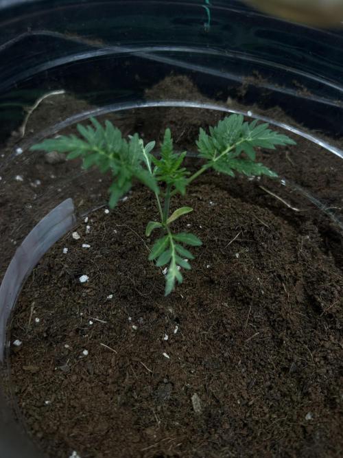FROSTY’S AUTO FREAK - Khalifa Genetics. Week 4