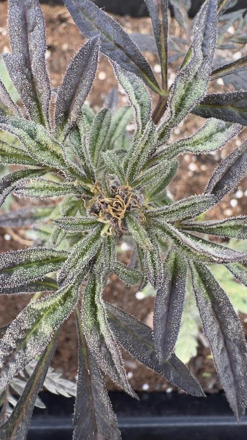 FROSTY’S AUTO FREAK - Khalifa Genetics. Week 6