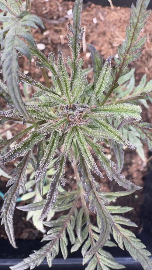 FROSTY’S AUTO FREAK - Khalifa Genetics. Week 6