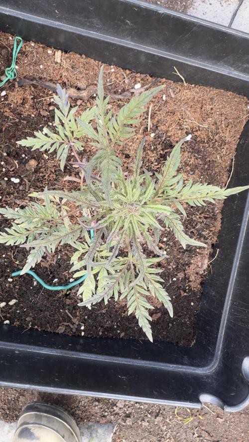 FROSTY’S AUTO FREAK - Khalifa Genetics. Week 6