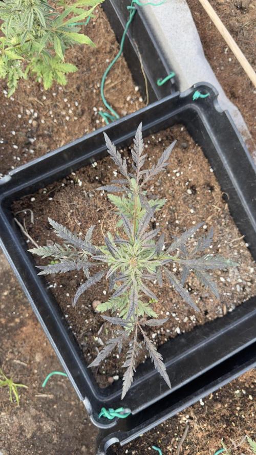 FROSTY’S AUTO FREAK - Khalifa Genetics. Week 6