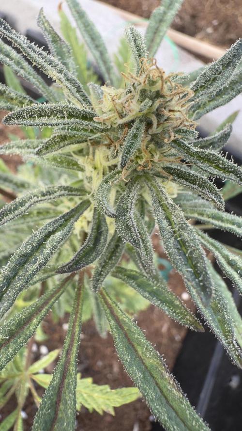 FROSTY’S AUTO FREAK - Khalifa Genetics. Week 6