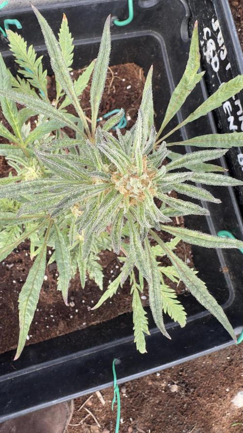 FROSTY’S AUTO FREAK - Khalifa Genetics. Week 6