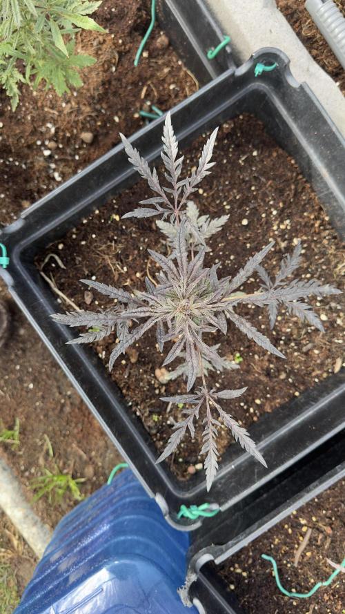FROSTY’S AUTO FREAK - Khalifa Genetics. Week 6