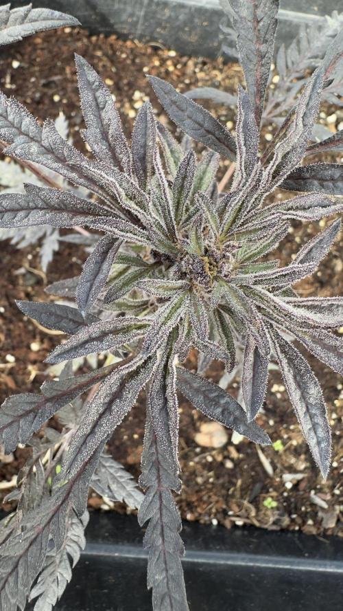 FROSTY’S AUTO FREAK - Khalifa Genetics. Week 6